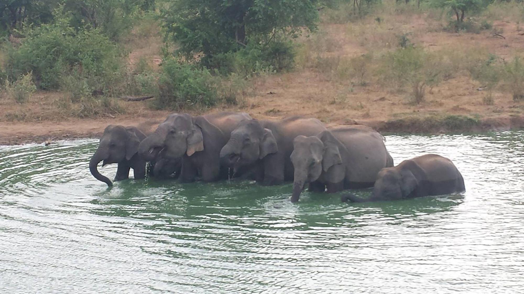 A4 Villas Udawalawe Luaran gambar