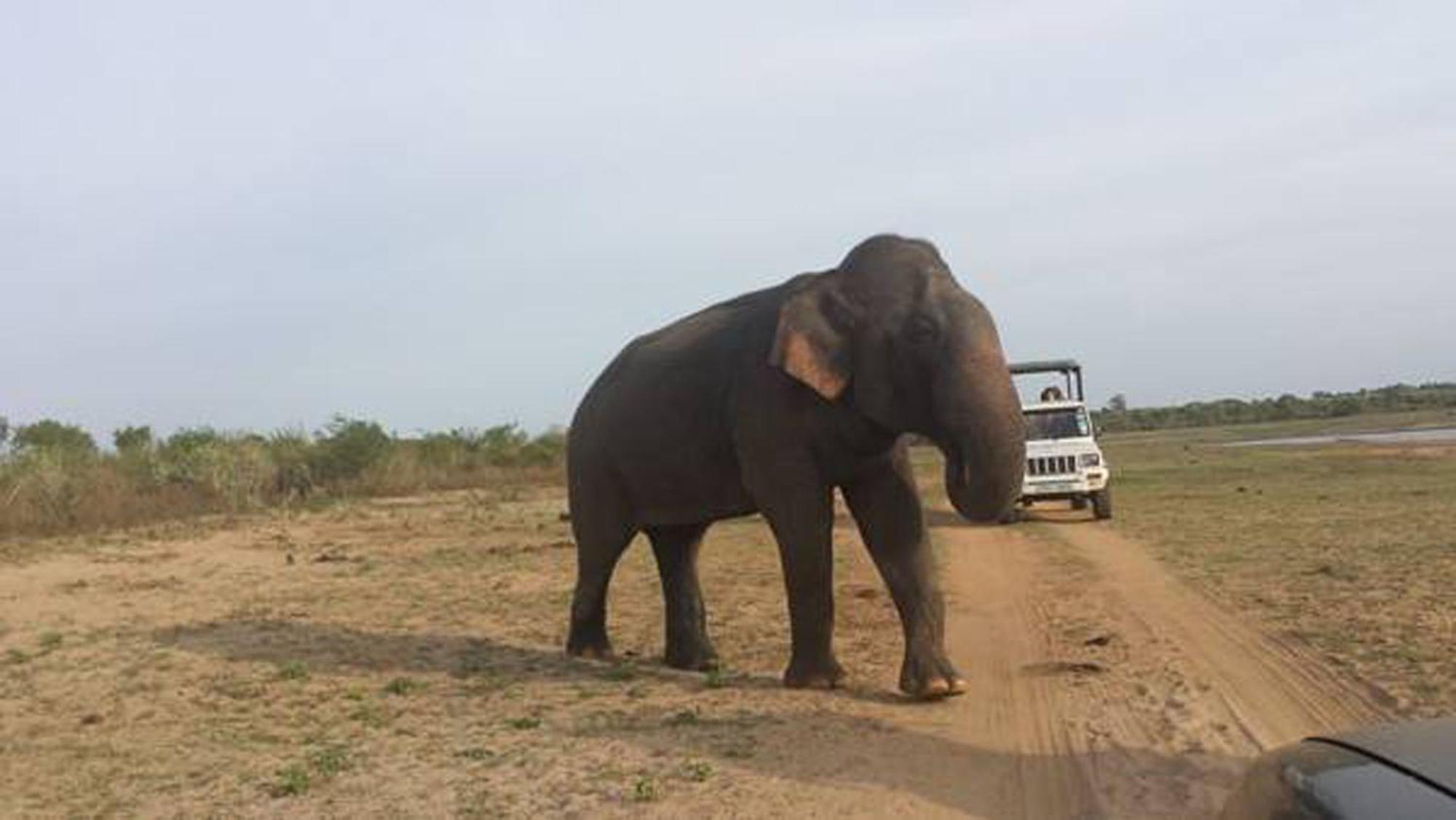A4 Villas Udawalawe Luaran gambar